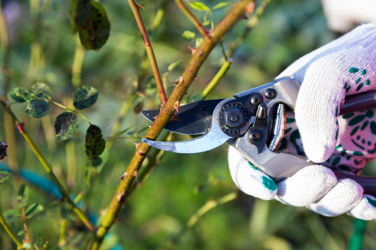 Types of Pruning Techniques