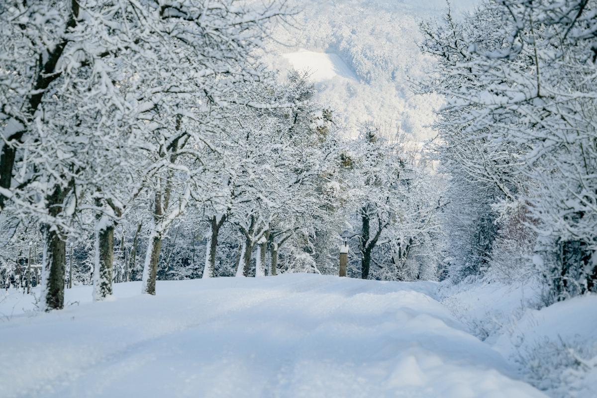Why Is Snow White but Ice Is Clear?