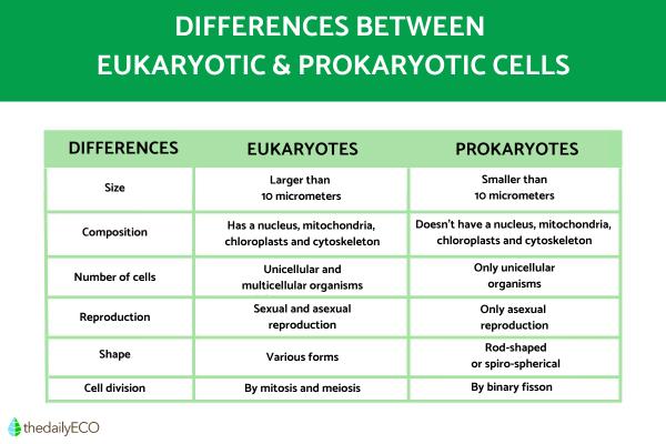 The Difference Between Eukaryotic and Prokaryotic Cells - Explanation ...