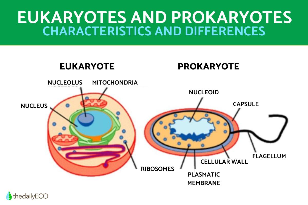 The Difference Between Eukaryotic and Prokaryotic Cells