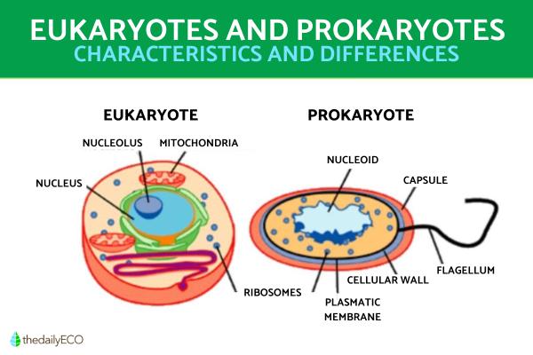 The Difference Between Eukaryotic and Prokaryotic Cells - Explanation ...