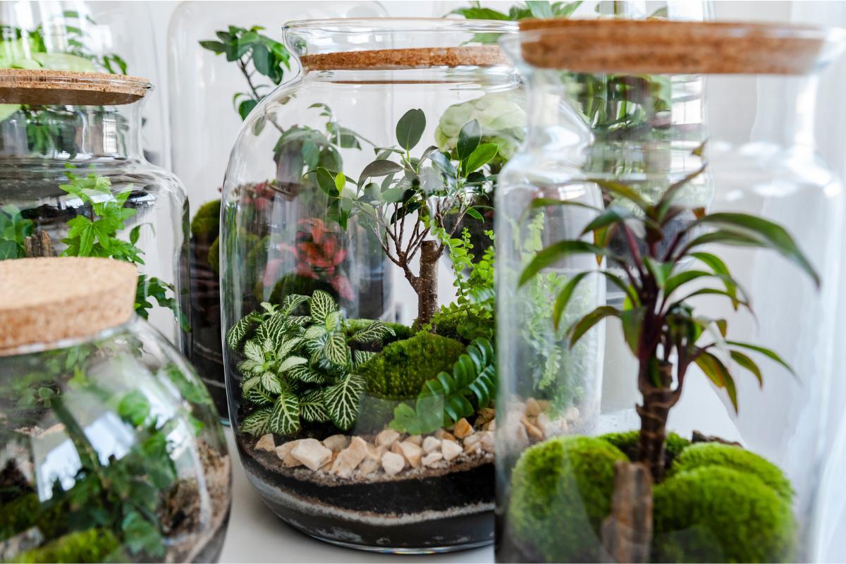 Eternal Gardens - Closed Ecosystem in a Glass Bottle
