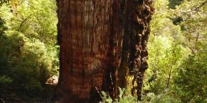 Where Is the Oldest Tree in the World?