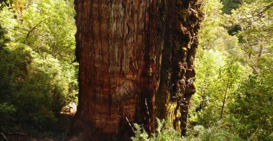 Where Is the Oldest Tree in the World?