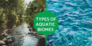 Different Types of Aquatic Biomes