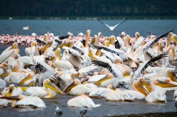 What Is an Ecological Community? - Characteristics of ecological communities