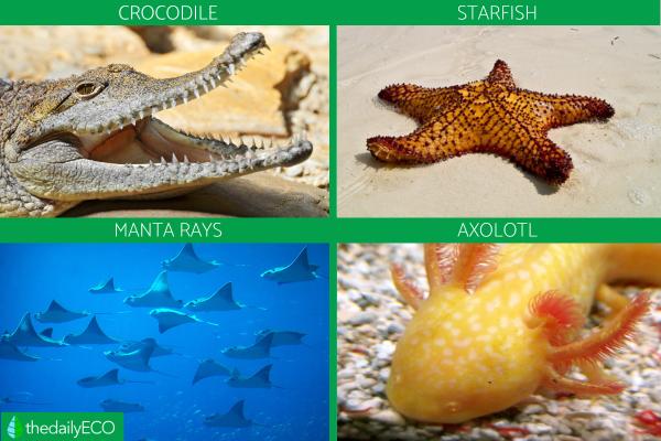 aquatic biome animals