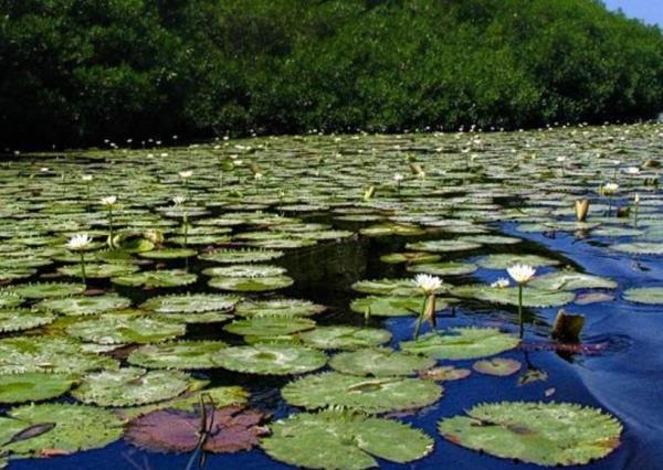 What Is an Aquatic Ecosystem? - Freshwater ecosystems