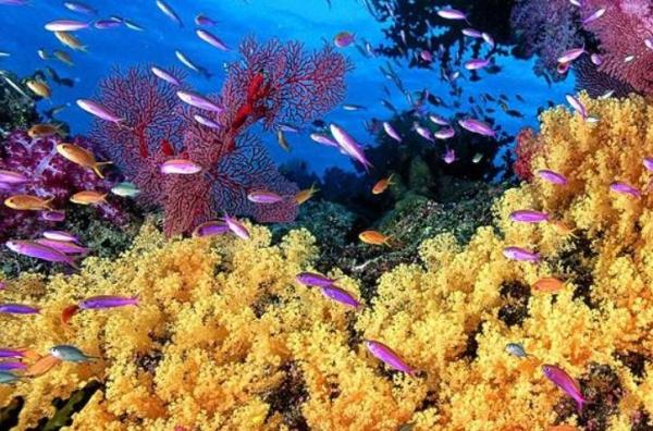 aquatic-ecosystems-characteristics-types-flora-and-fauna