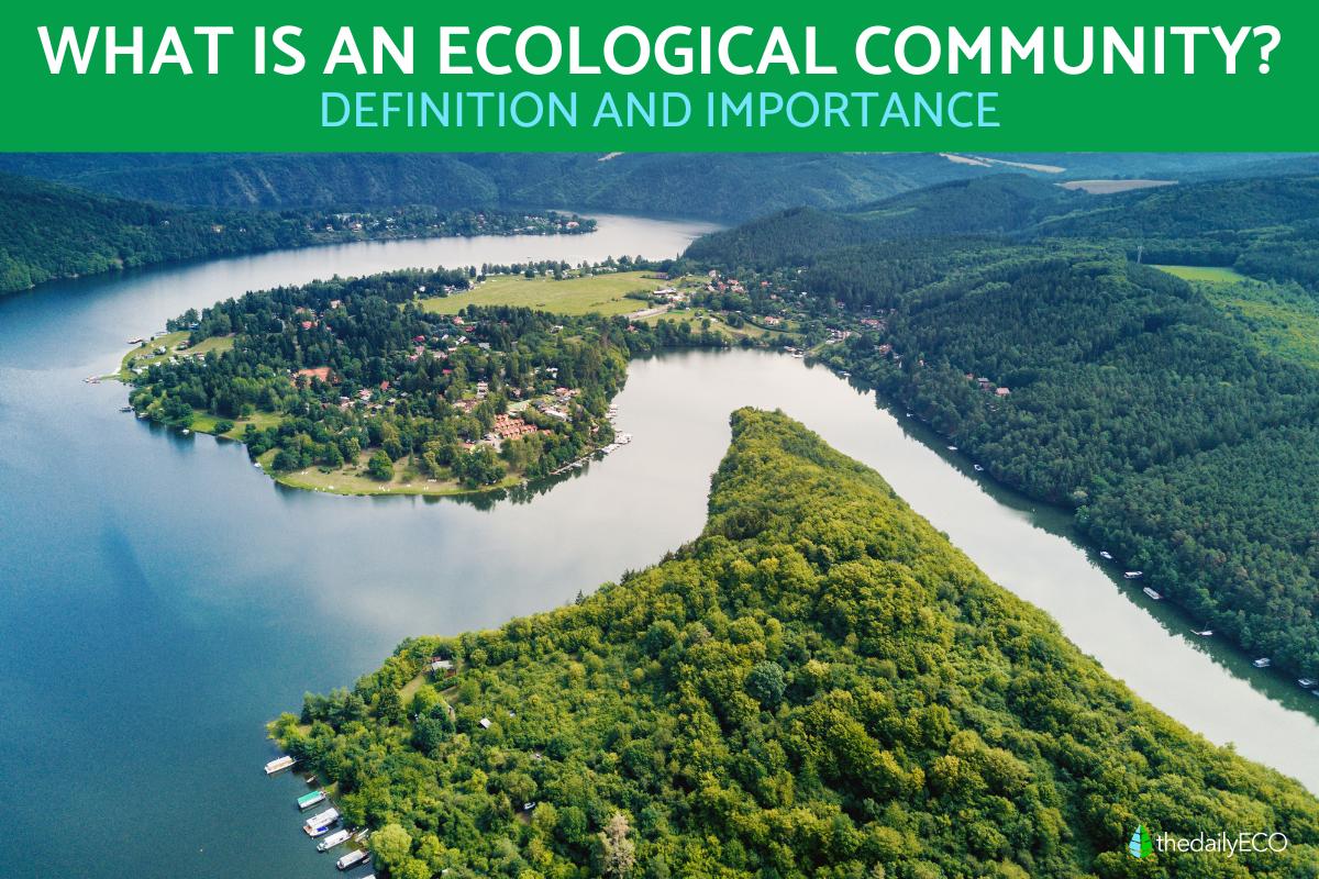 What Is an Ecological Community?