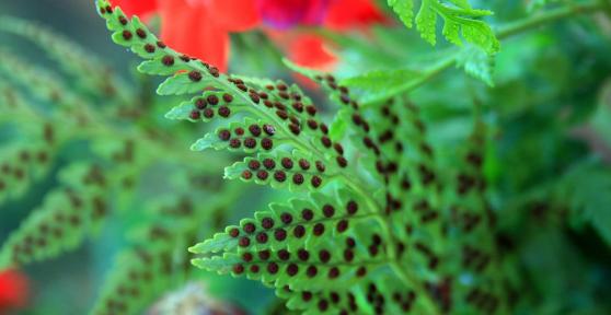 What Are Spores? - Definition, Functions & Types