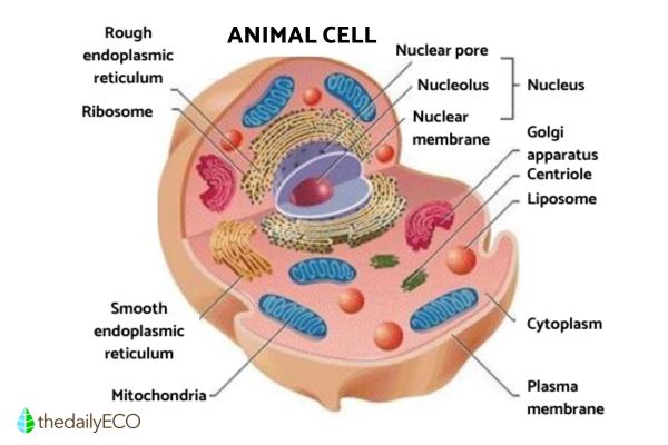 Cell Types - Definition, Structure and Functions - Animal cell