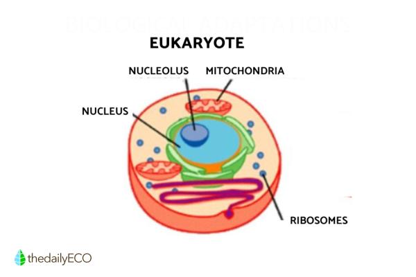 Cell Types - Definition, Structure and Functions - Eukaryotic cell