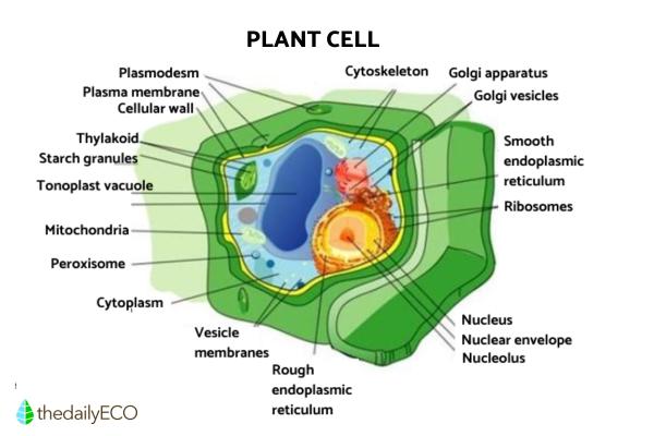 Cell Types - Definition, Structure and Functions - Plant cell