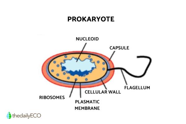 Cell Types - Definition, Structure and Functions - Prokaryotic cell