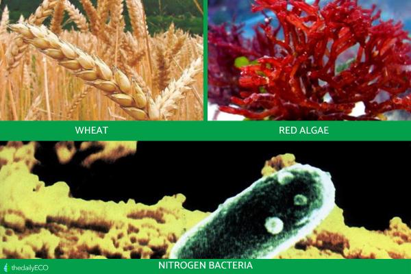 What Are Producer Organisms in Biology? - Where do producing organisms get their energy from?