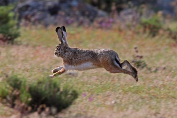 Difference Between Rabbits and Hares - Characteristics of hares