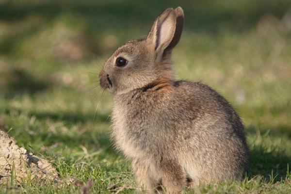 Difference Between Rabbits and Hares - Characteristics of rabbits