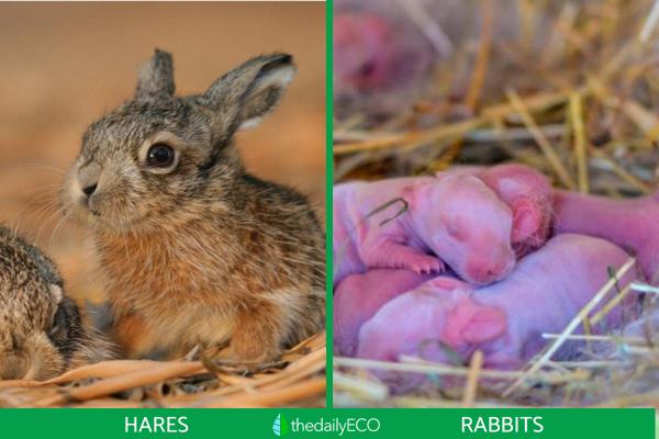 Difference Between Rabbits and Hares - Difference between rabbits and hares