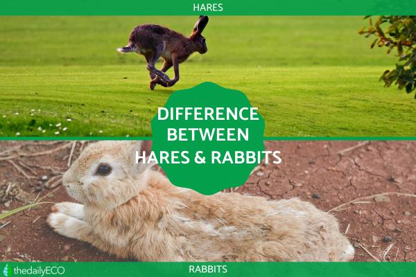 Difference Between Rabbits and Hares