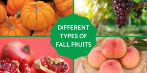 Types of Autumn Fruit - Fall Fruits