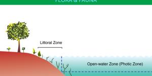 What Is the Aphotic Zone?