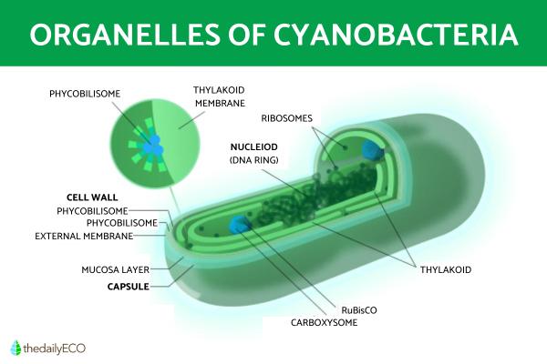 What Are Cyanobacteria in Biology? - Definition With Examples - Cyanobacterial organelles