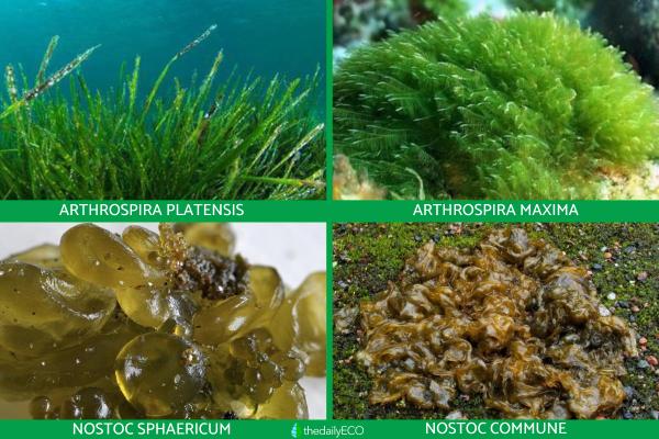 What Are Cyanobacteria in Biology? - Definition With Examples - Examples of cyanobacteria