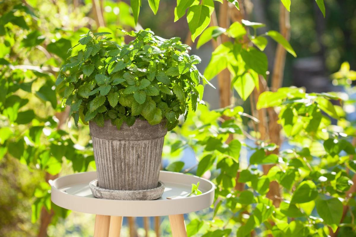 Plants That Repel Mosquitoes