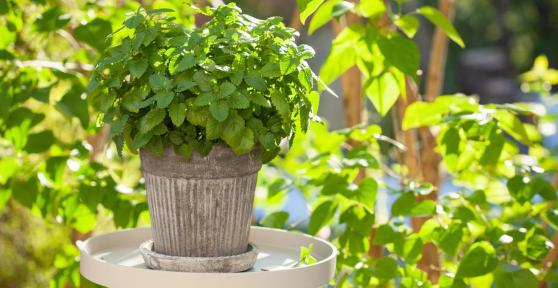Plants That Repel Mosquitoes
