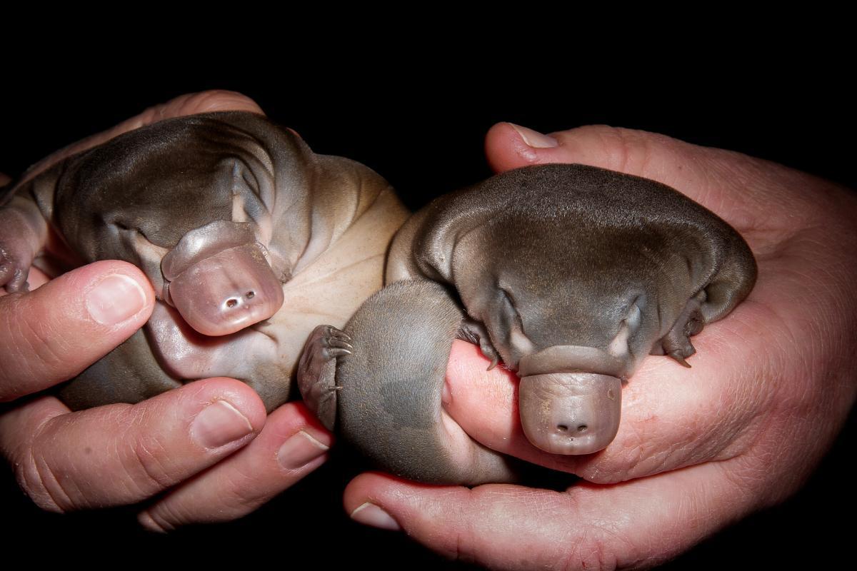 Is the Platypus a Mammal or a Bird?